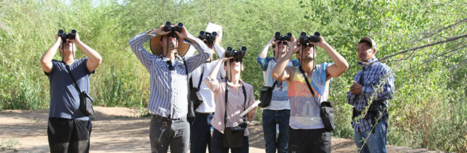 bird watching, colorado river delta, cienega de santa clara, birding