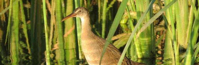 colorado river delta, yuma clapper rail, bird