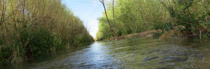 colorado river delta, colorado river, restoration, sonoran institute