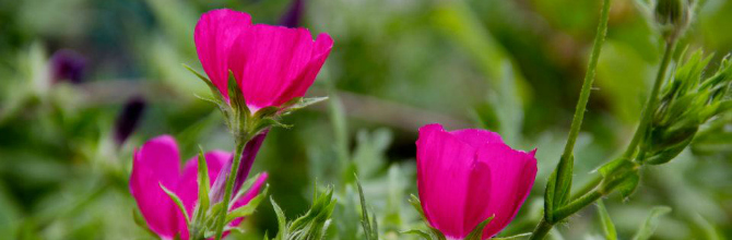 Flowers from the Flagstaff Xeriscape Garden
